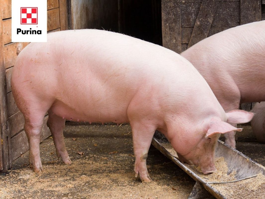 Как добиться идеального баланса мяса и сала у свиней