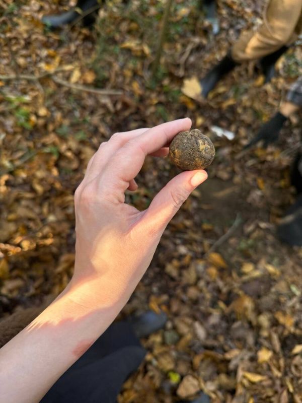 Трюфельные приключения в Пьемонте: результаты первой охоты