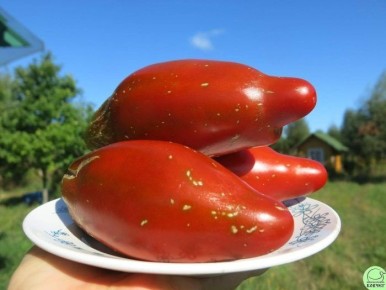 Томат Кубинский перцевидный: незаслуженно забытое сокровище теплиц