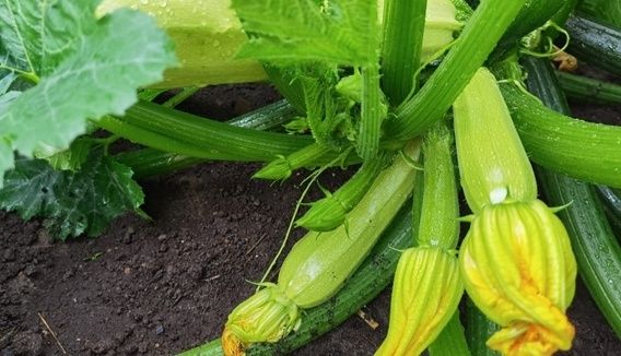 Кабачковые блинчики: летний вкус, который не забудется