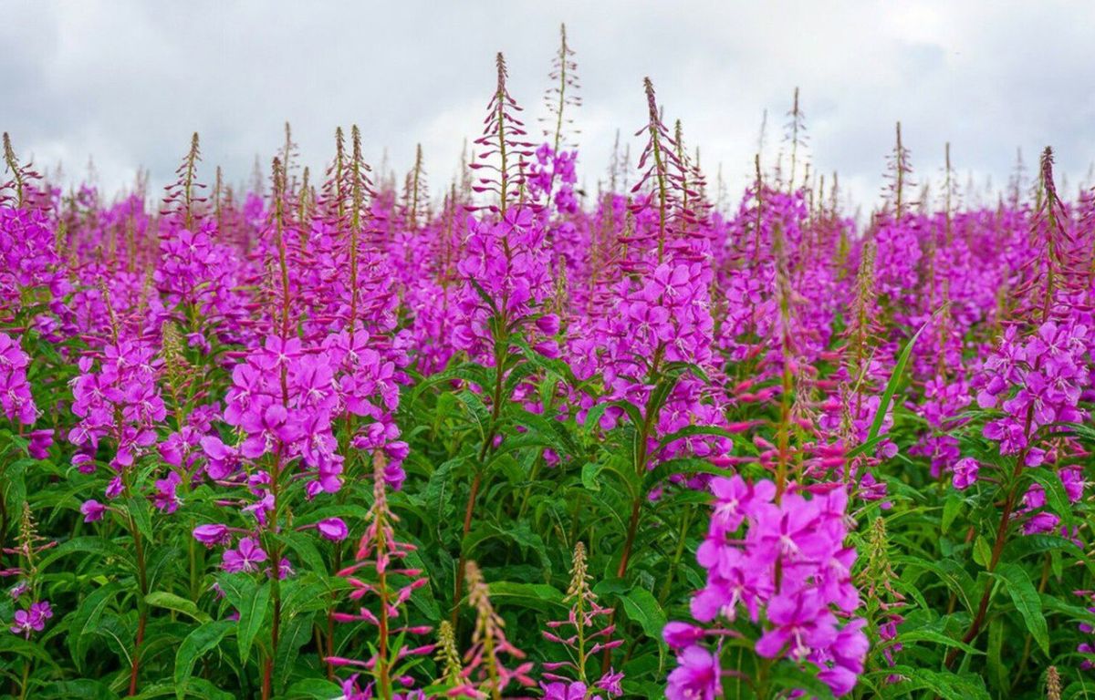 Иванчай: Ценный дар природы, который завоевывает популярность