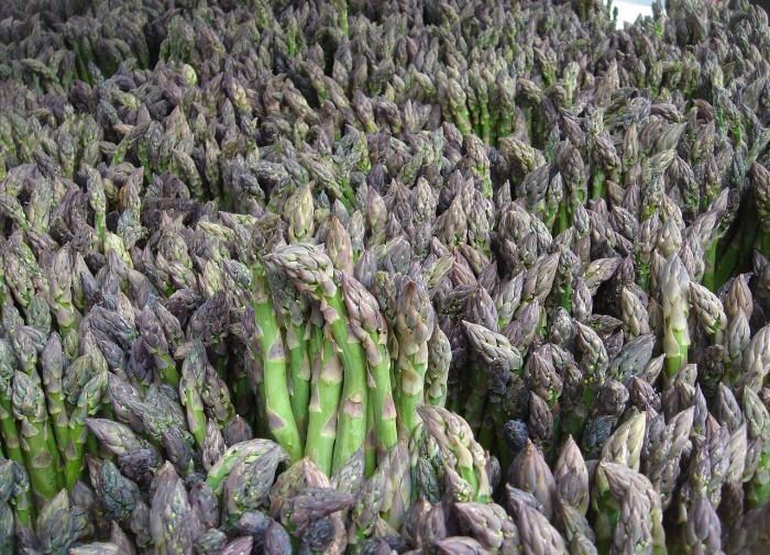 Спаржа в огороде: 6 причин, почему ее стоит вырастить