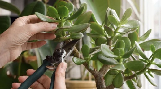 �������� ��������� ������: ������� ������� ��� ��������� �����