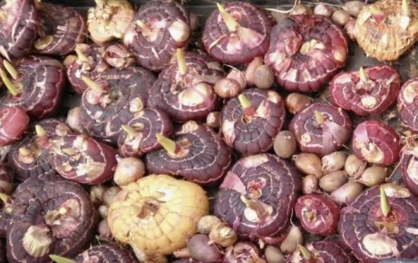 ������� ��������� �������� ������� ����������� �� �����