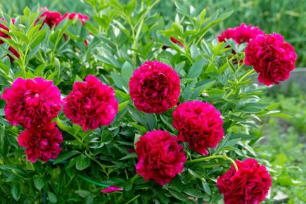 ���� �� �������: ������ �� ������ ����� �������� ��� ������� �������� � ��������� ����