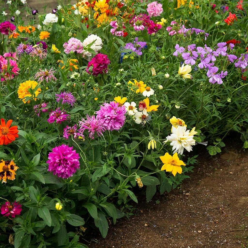 Время сажать: пять цветов для майского настроения на вашем участке