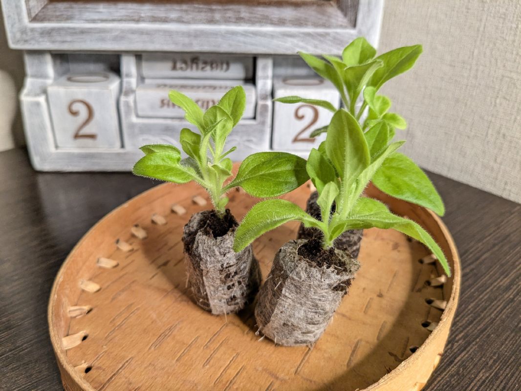 ������� �����: ��� ��������� ���������� ����� ������� ����� ������������