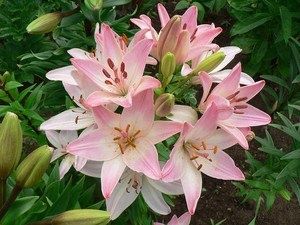 ����� ����� ������: ����������� � ������� �����