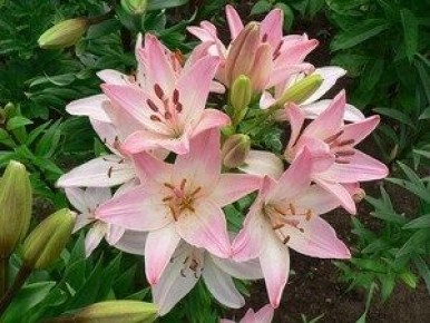 ����� ����� ������: ����������� � ������� �����