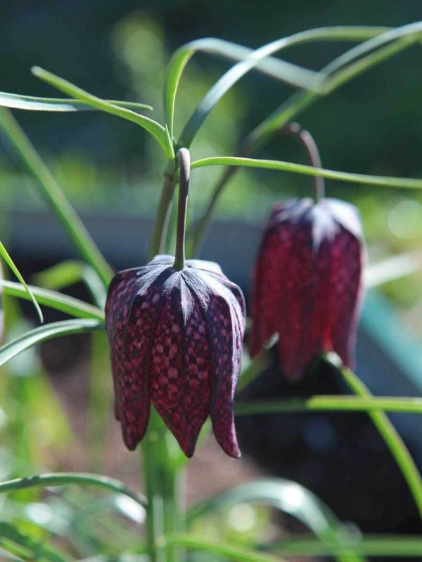 ��� ��������� ������ ������� ���� �����: ����������� �������� � ����