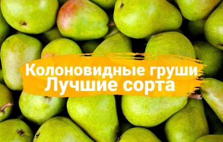 ������������ �����: ������������ ����� ��� ����-��������