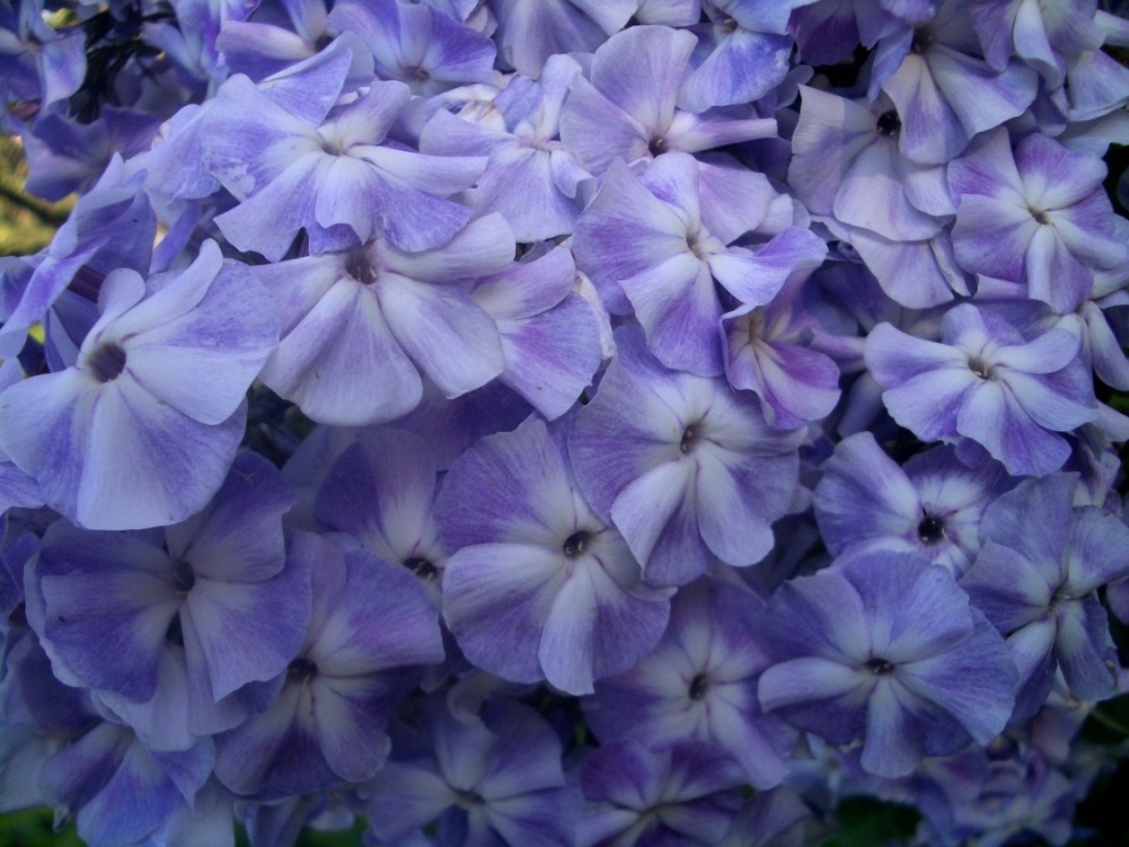 Флоксы: как бороться с болезнями и ухаживать за любимыми цветами