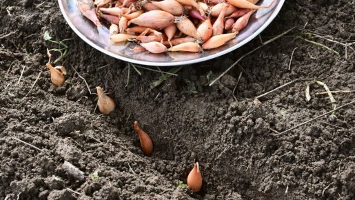 Почему осеннее время — идеальный момент для посадки лука-севка
