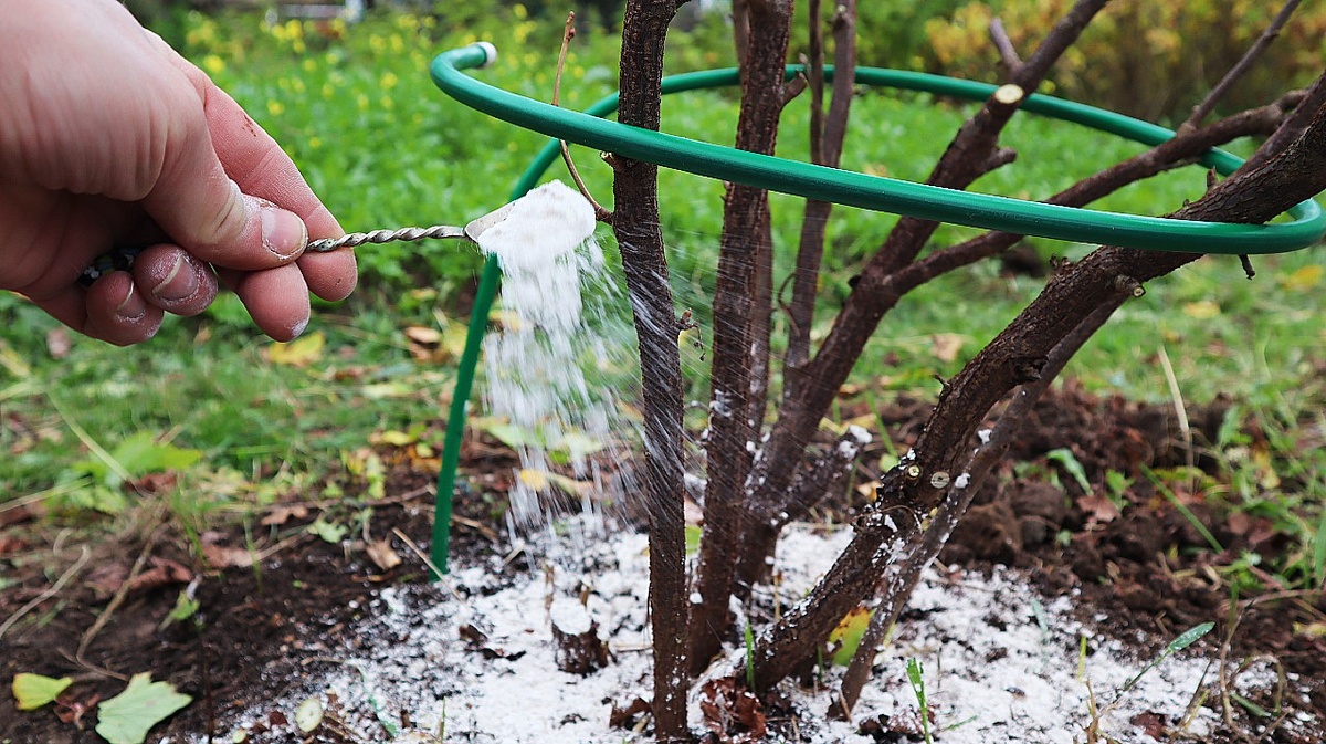 Как осенью защитить смородину для урожая крупных ягод