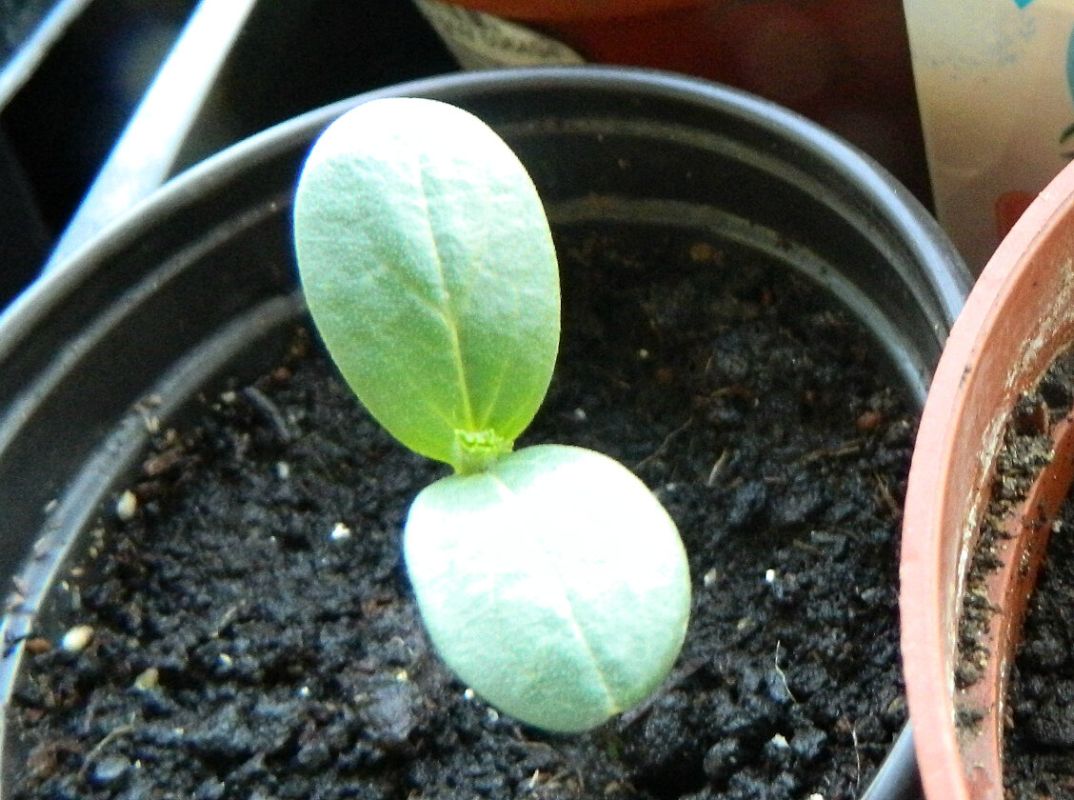 Как вырастить ранние огурцы на подоконнике: секреты успеха