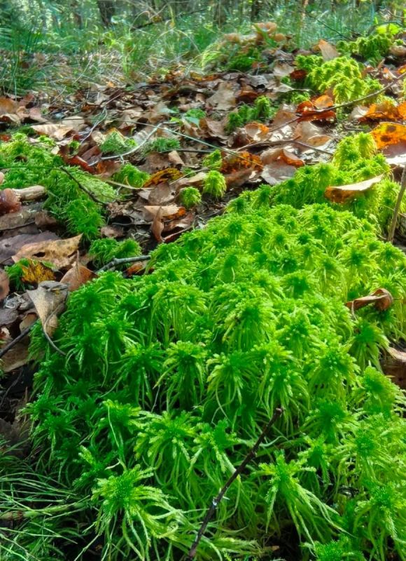 ��� � ����: ��� �������� ������� ������ � ��������