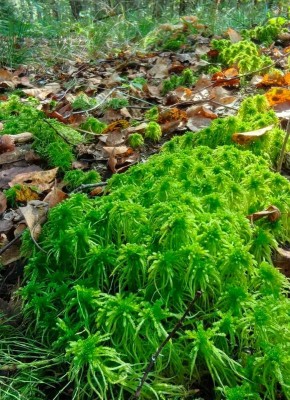 Мох в саду: как украсить участок быстро и недорого