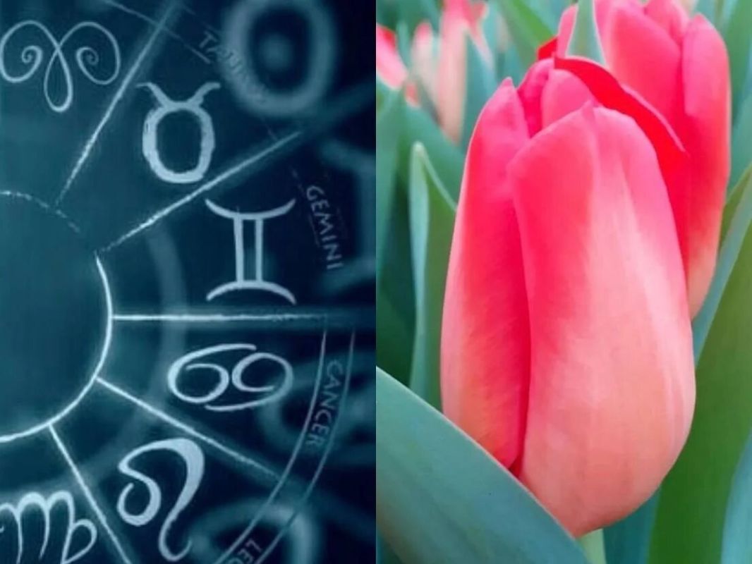 Цветы по знакам Зодиака: как выбрать идеальный букет для 8 марта