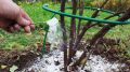 Как осенью защитить смородину для урожая крупных ягод