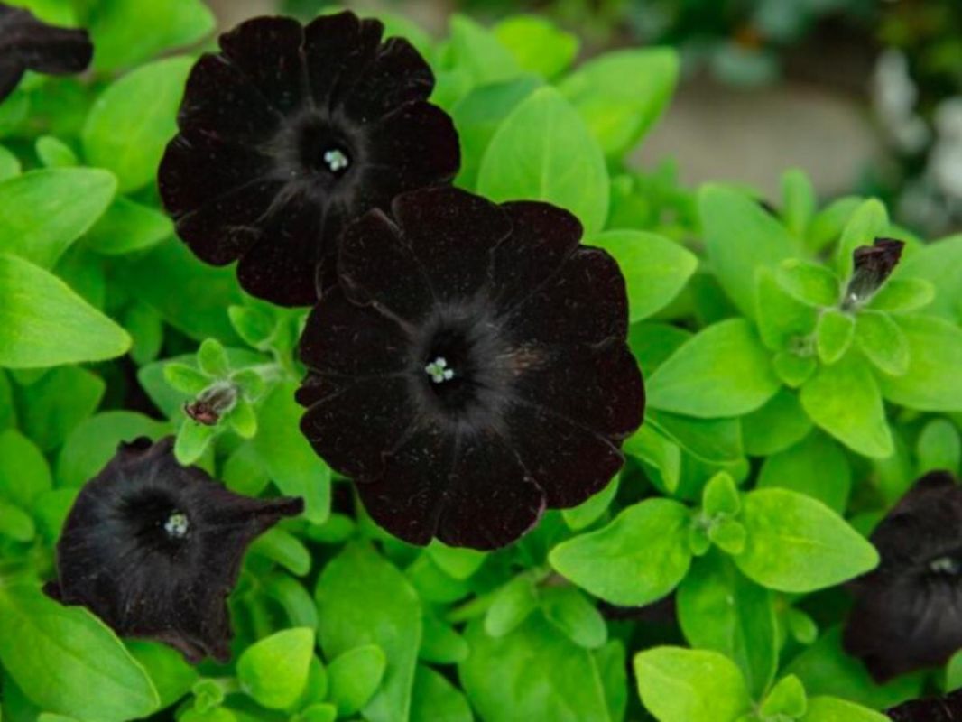 Неземные растения, которые превратят ваш сад в космическое королевство