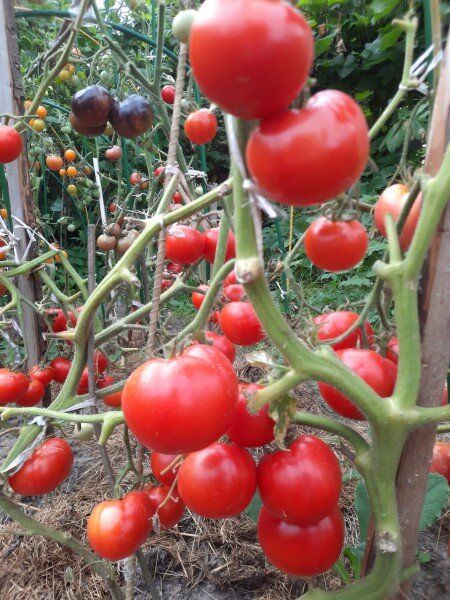 Томаты: 10 критических ошибок, которых стоит избегать при их уходе