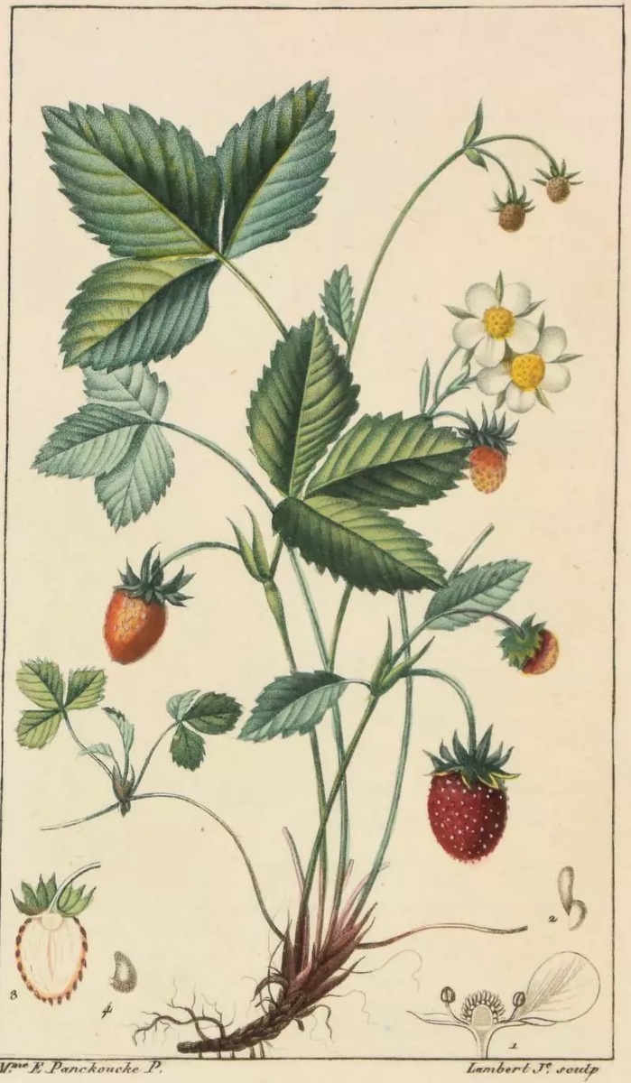 Земляничный чай: увлекательное путешествие в мир травяных напитков