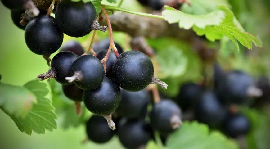 Черная смородина: удивительные свойства и осторожности в употреблении