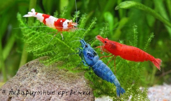 Мир аквариумных креветок: характеры и особенности