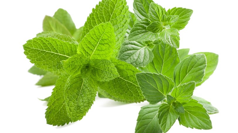 Котовник кошачий: роскошный вкус и полезные свойства