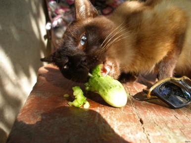 Россиянам рекомендуют привычные продукты для здорового питания