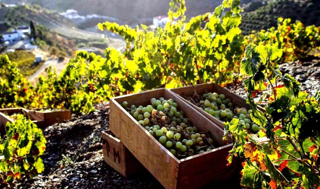 Херес: Креплёное Вино, Которое Сочетает Традиции И Инновации