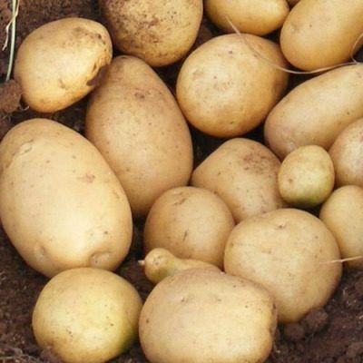 Картофель Армада: идеальный сорт для выращивания на даче