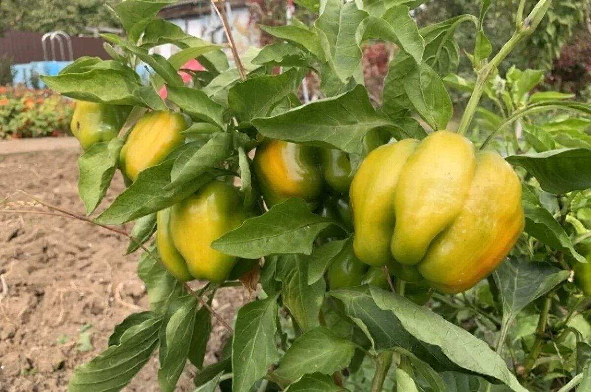 ��� ������� ���������� �����: ������ � ������