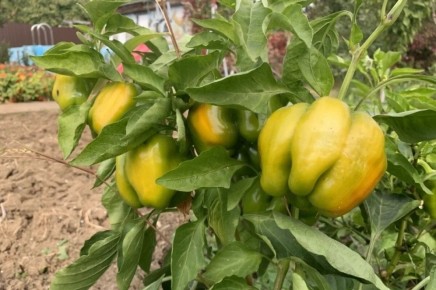 Как выбрать болгарский перец: советы и нюансы