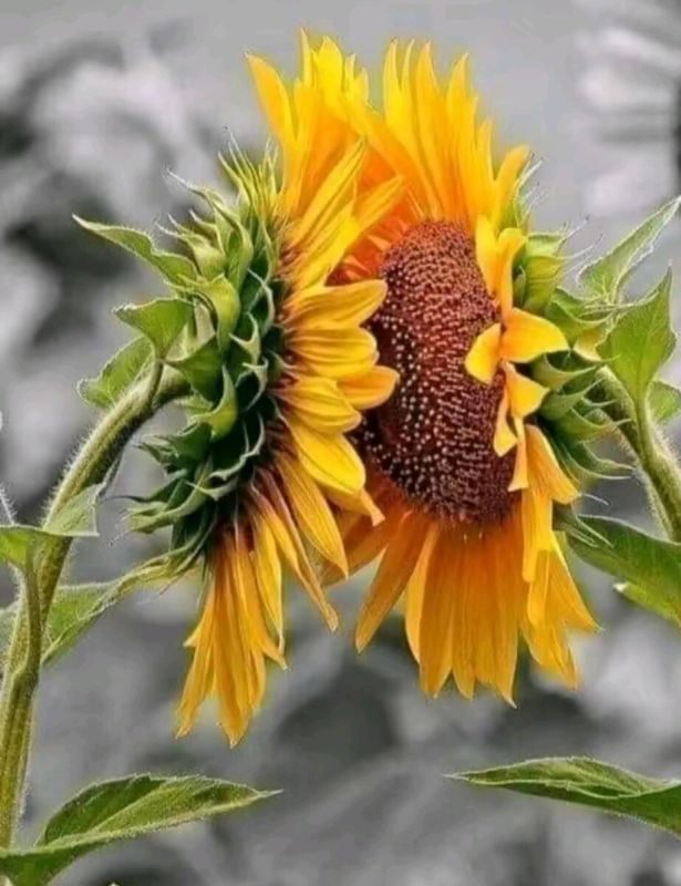 ����� ������ ��������� ������: ����� ��������������