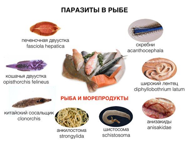 Как справиться с паразитами в рыбе: практическое руководство для любителей готовки