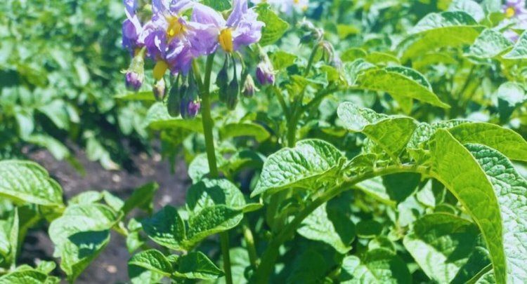 Новый сорт картофеля для чипсов: без потемнения и с долгим сроком хранения