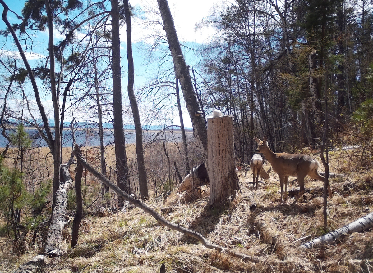 Непривычный день солений: жизнь животных на солонцах