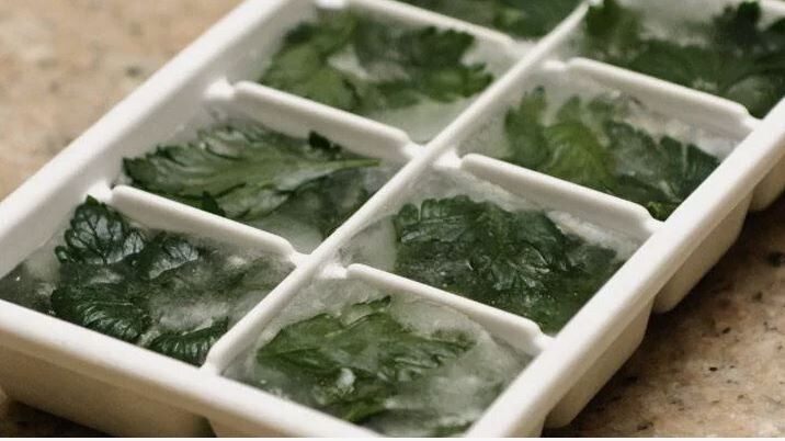 Как сохранить зелень свежей зимой: проверенные методы