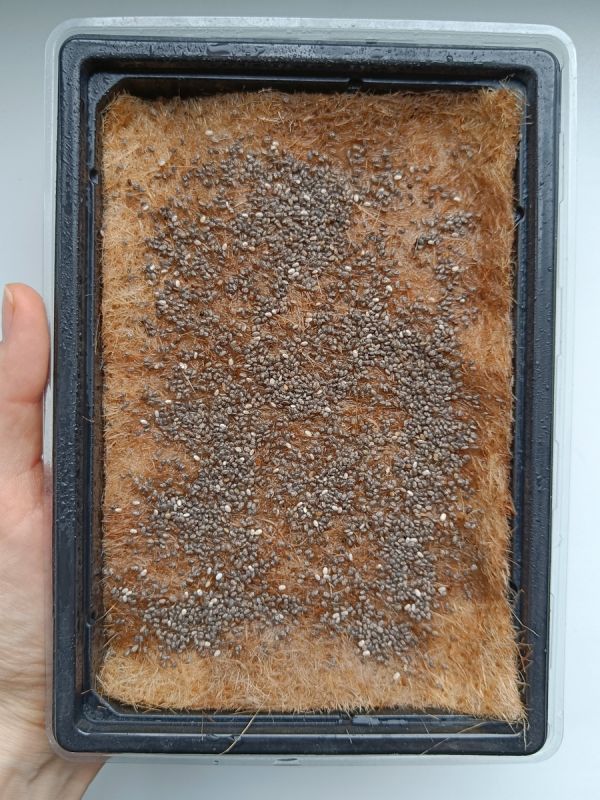 ������ ����� ����� ���: �����������