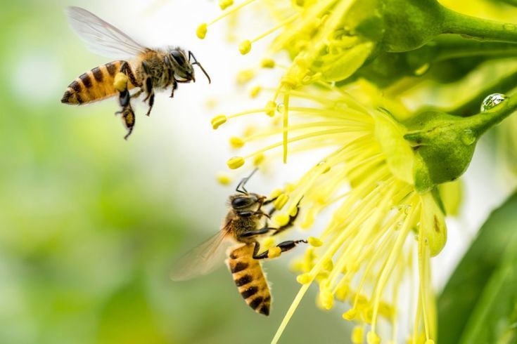 Как пчёлы превращают цветочный нектар в сладкое золото: увлекательное путешествие к природе мёда