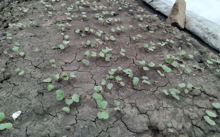 ����� � ��������: ������ �����, ��� ������� � ����