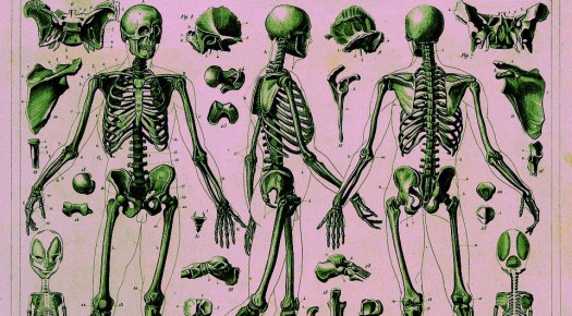 Растительная диета: метаболизм костной ткани в фокусе новых исследований