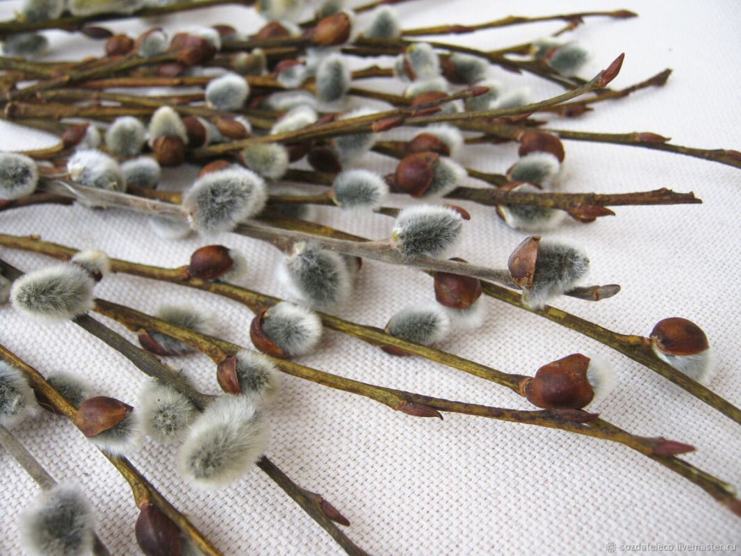 ����� �������� �����������: �� �������� � ������������ �����