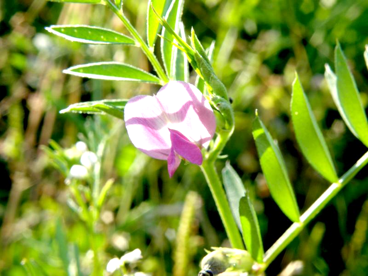 Сочевичник черный