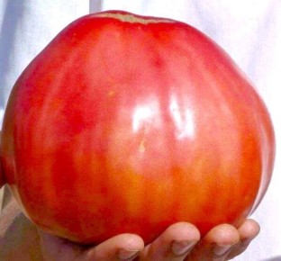 ���� ���������� �������� ��������� �� ���� �� ����������� �������