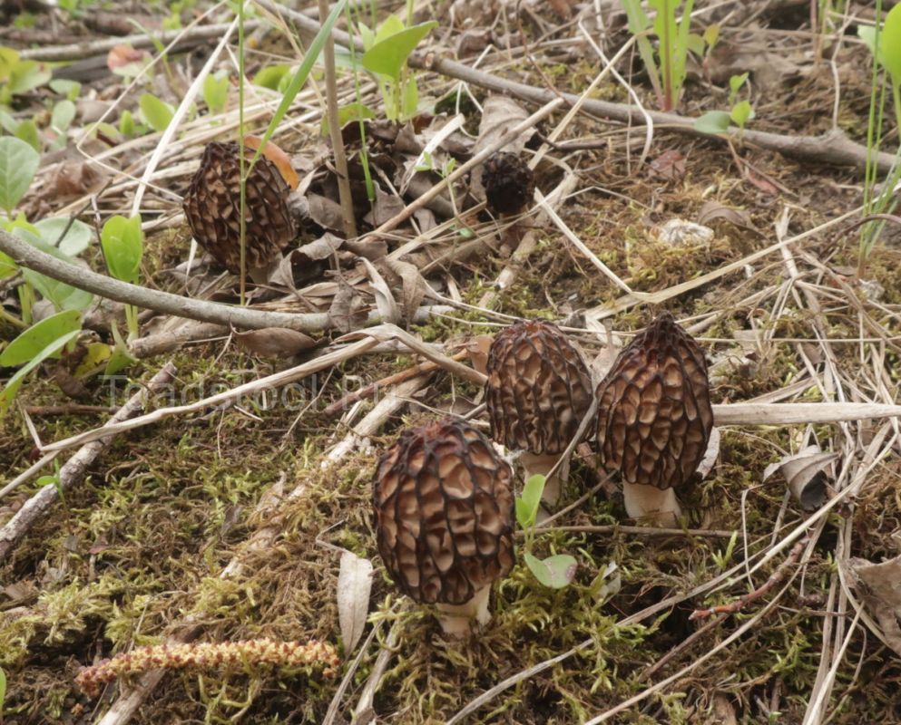 ������� �����: ��� ������������� ������ ��� ���������