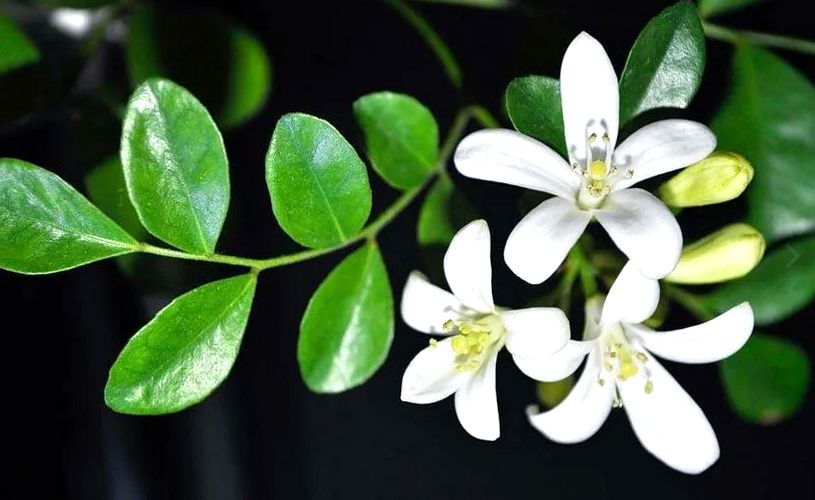 ��������: ���������� ������ � ������� ���������� ��� �������� � �������