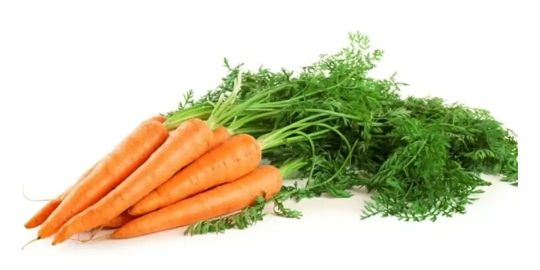 Морковь: символ плодородия и необычный чай из ботвы