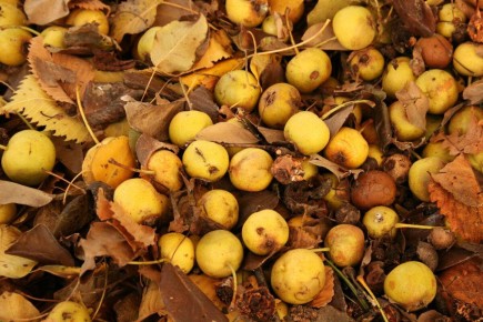 Груша-дичка: секреты приготовления удивительного компота и не только